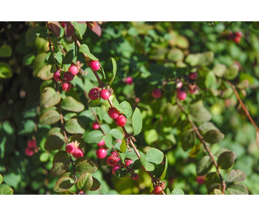 Hancock Coralberry